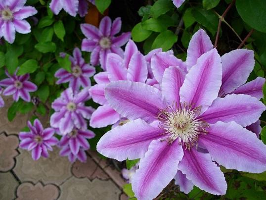clematis, janinka, 1