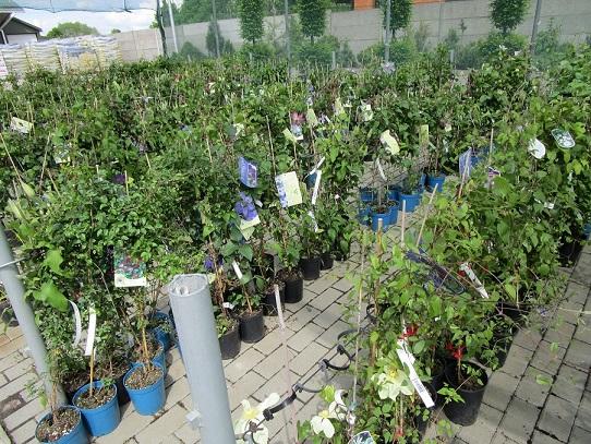 clematis clematis, janinka, 1