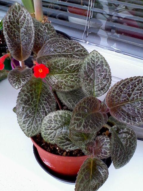 episcia od Neko, Izbové kvety, iana, 1