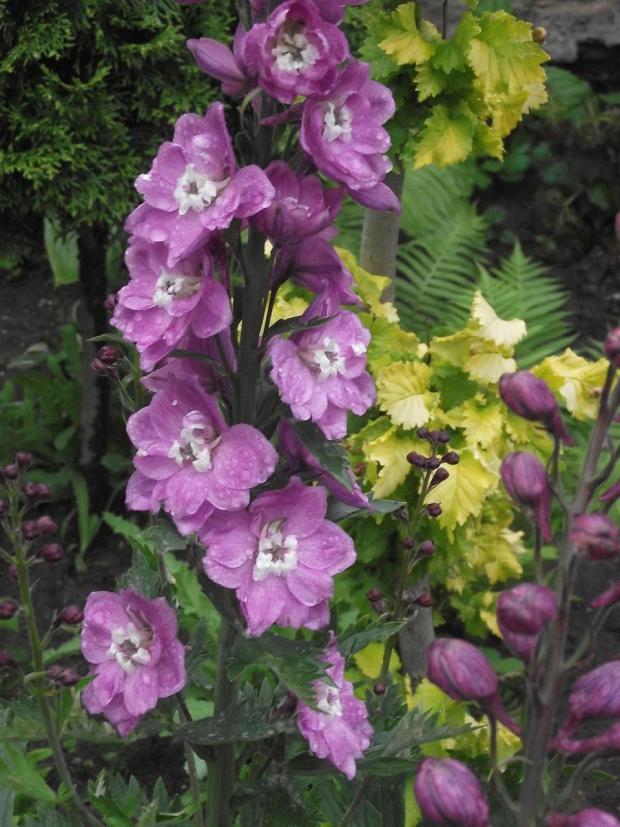 delphinium ...., Obrazky k článkom, jarka213, 1