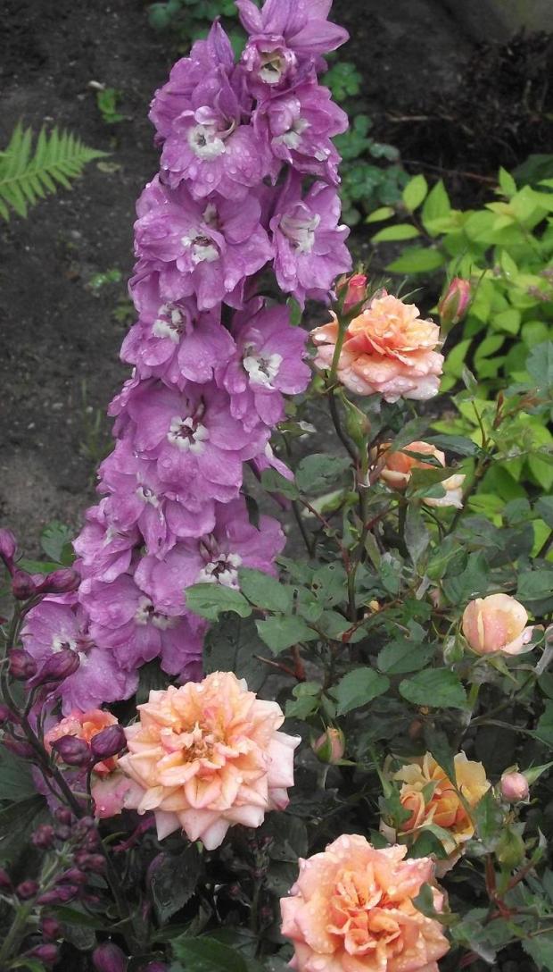 delphinium ...., Obrazky k článkom, jarka213, 1
