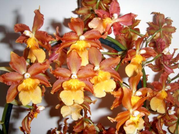 Orchidka detail kvetu, Obrazky k článkom, Jazminka48, 1
