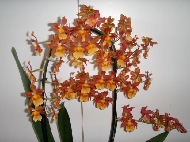 Orchidka - detail kvetu 1 , Obrazky k článkom, Jazminka48, 1