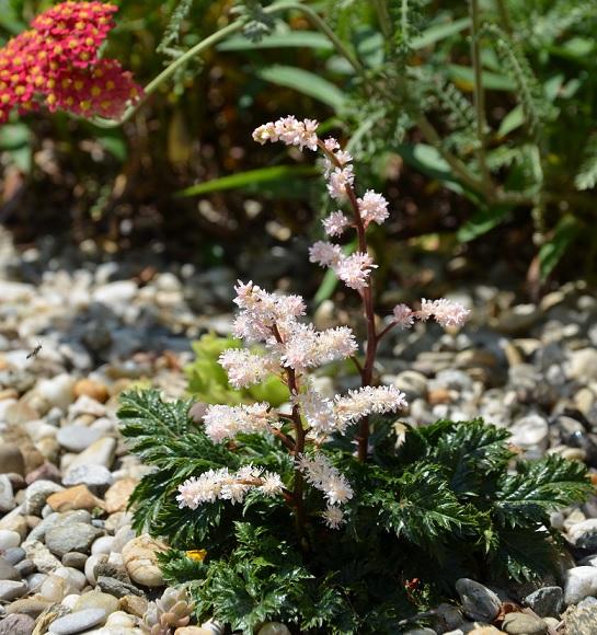 Astilbe crispa, Kvetinové portréty Astilbe crispa, Kvetinové portréty, , 1
