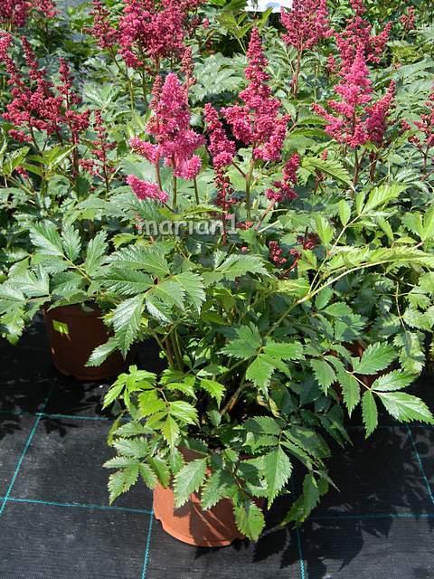 Astilbe, Kvetinové portréty, marian1, 1