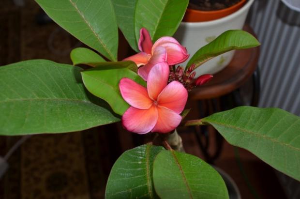 Plumeria Gina, Sukulenty, nikitka33, 1