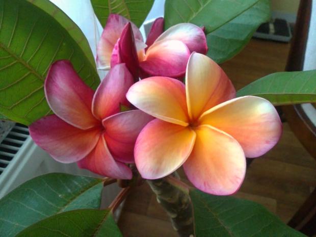 Plumeria Gina, Sukulenty Plumeria Gina, Sukulenty, nikitka33, 1