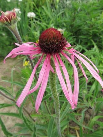 Echinacea pallida Echinacea pallida, carnaby, 1