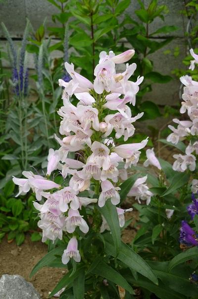 Penstemon, Kvetinové portréty, erika3200, 1