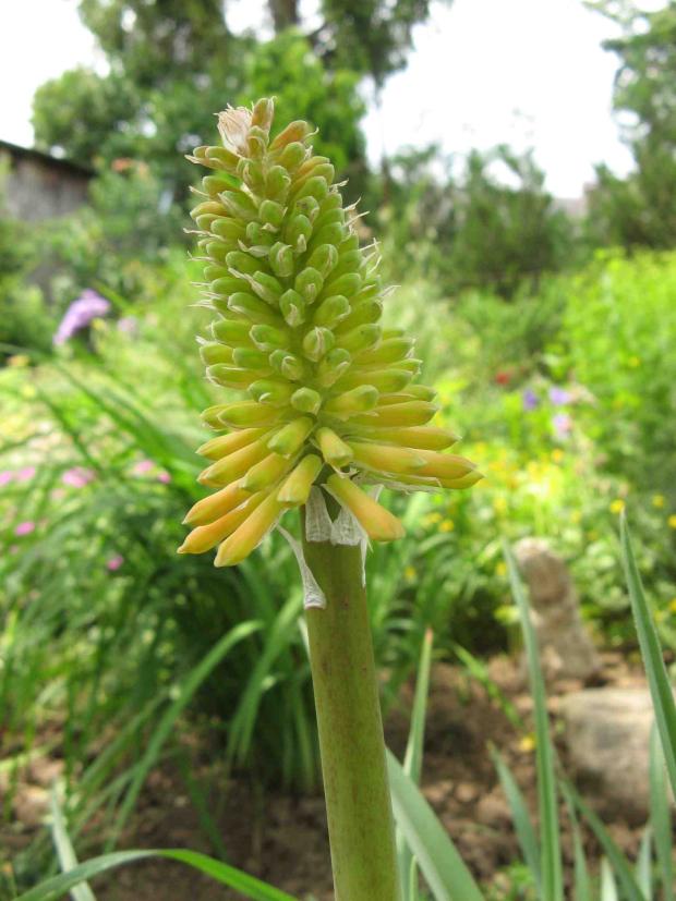 Kleopatrina ihla, Kvetinové portréty Kleopatrina ihla, Kvetinové portréty, lusindicka, 1