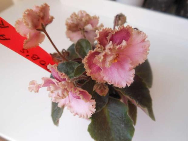 ROB´S ANTIQUE ROSE, Okenné parapety, stankabal, 1
