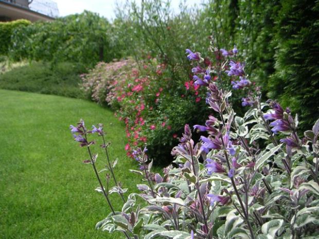 tento rok kvitne aj salvia officinalis tricolor, Okrasné záhradky tento rok kvitne aj salvia officinalis tricolor, Okrasné záhradky, LubaArt, 1