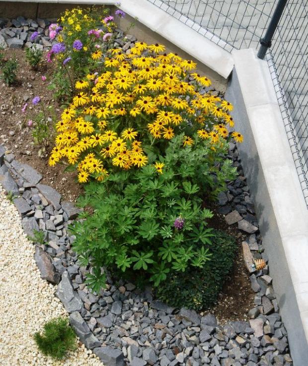 Rudbekia vlani, Kvetinové portréty, hia, 1