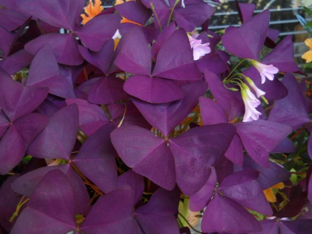 oxalis, Obrazky k článkom, anezka.kapustova, 1