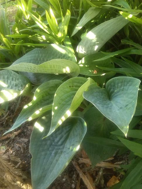 Hosta Abiqua Drinking Gourd , Kvetinové portréty Hosta Abiqua Drinking Gourd , Kvetinové portréty, gabrilina, 1