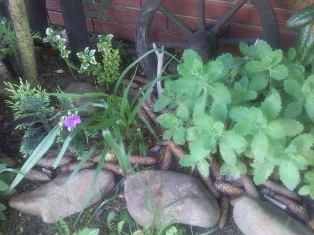 První kvítek - Poděnka | Tradescantia, Kvetinové portréty, gabrilina, 1