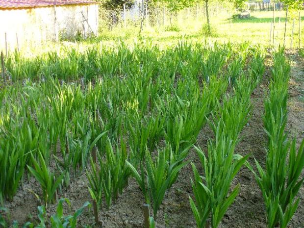 Gladiolovnisko teraz, A všeličo ostatné, strombus72, 1