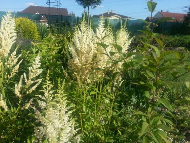 Veĺmi sa mi páči táto kombi-astilbe, krasnoplodka a paniculata, Okrasné záhradky, mirsk, 1