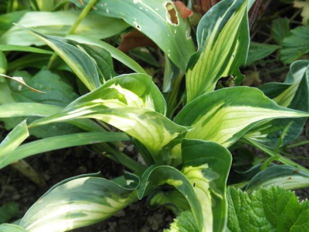 hosta zo supermarketu, luma, 1