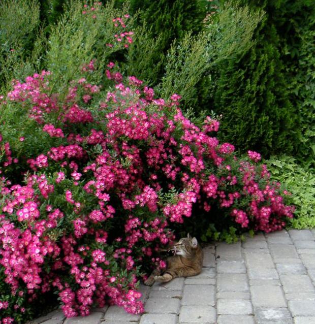 rosa Kobold v plnom kvete, Kvetinové portréty rosa Kobold v plnom kvete, Kvetinové portréty, LubaArt, 1