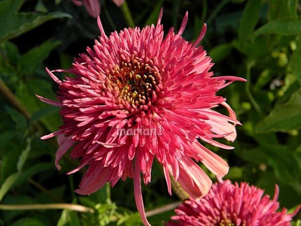 Echinacea, Kvetinové portréty Echinacea, Kvetinové portréty, marian1, 1