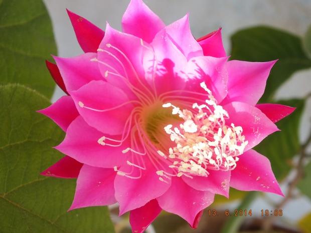 prvy tohtorocny - epikaktus "Ambrosia", Kaktusy prvy tohtorocny - epikaktus "Ambrosia", Kaktusy, Plumeria-Fan, 1