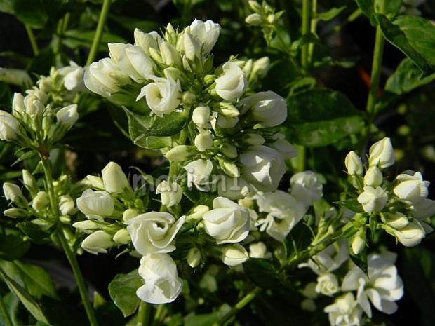 Phlox Tiara , Kvetinové portréty Phlox Tiara , Kvetinové portréty, marian1, 1