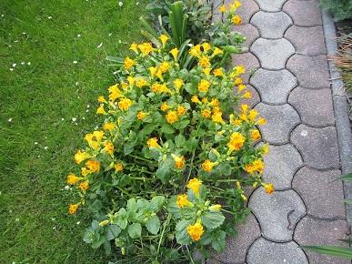 mimulus, janinka, 1