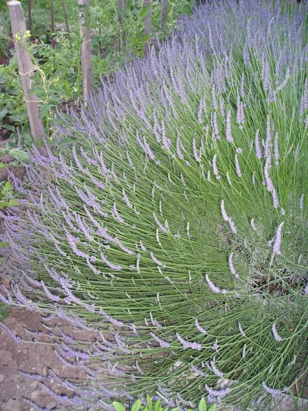 rajciny + levandula, Zeleninová záhrada rajciny + levandula, Zeleninová záhrada, Mirkag, 1