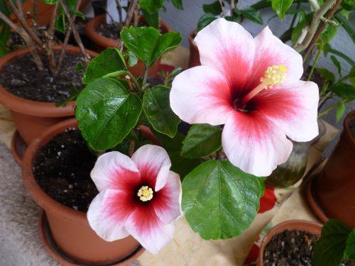 pink dream pink dream, Envie, 1