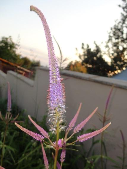 veronicastrum, Kvetinové portréty veronicastrum, Kvetinové portréty, , 1
