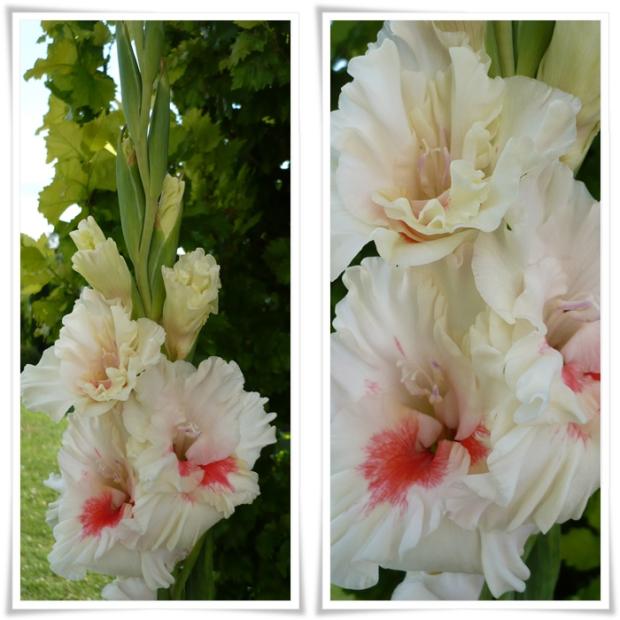 Prvá gladiolka mi rozkvitla, Kvetinové portréty, alpinka, 1