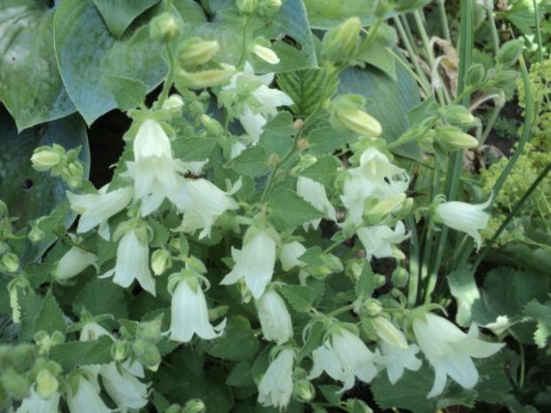 symphyandra pendula, Kvetinové portréty, ludmila42, 1