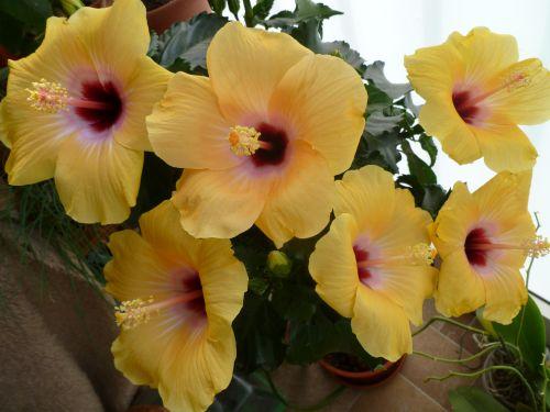 Columbine, Envie, 1