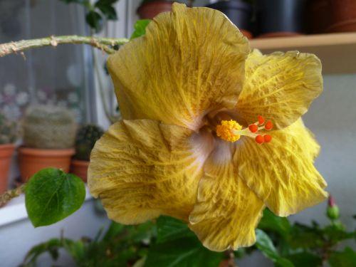 Wallflower Wallflower, Envie, 1