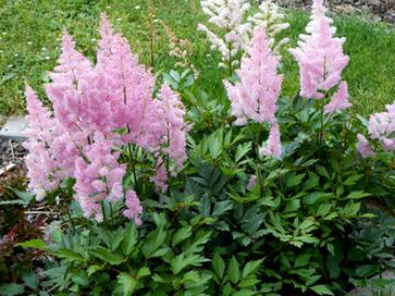 astilbe, Kvetinové portréty astilbe, Kvetinové portréty, ado084, 1