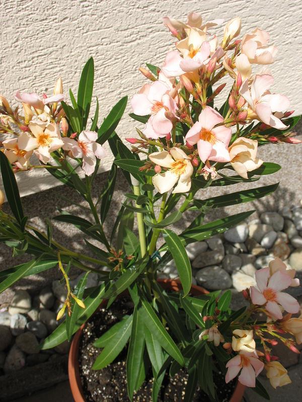 Oleander Angiolo Pucci, Obrazky k článkom, vb, 1