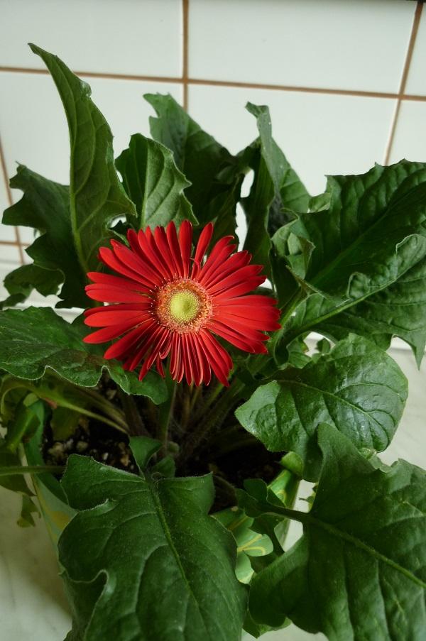 gerbera, Kvetinové portréty, erika3200, 1