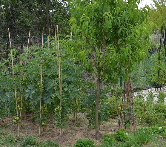 rajčiaky rastú do výšky, už je prvá aj červenkastá, Zeleninová záhrada rajčiaky rastú do výšky, už je prvá aj červenkastá, Zeleninová záhrada, , 1