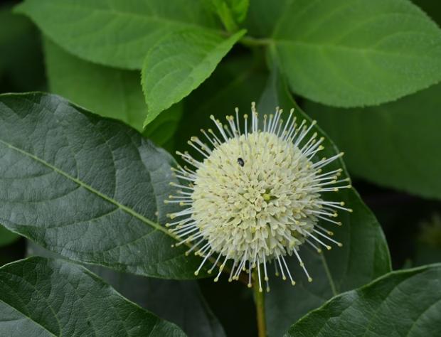poznáte hlavoš/cephalanthus?, Kvetinové portréty poznáte hlavoš/cephalanthus?, Kvetinové portréty, , 1