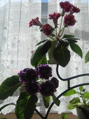 glixinky, Izbové kvety glixinky, Izbové kvety, evuš 50, 1