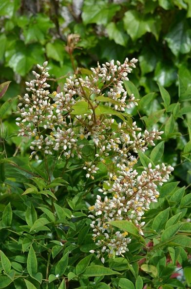 nandina 1.x prezimovala bez ujmy , Kvetinové portréty, , 1