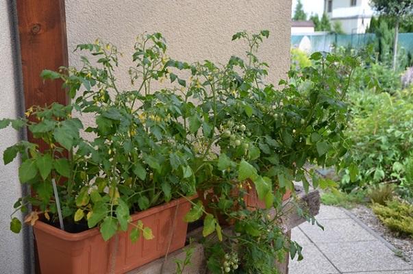 Terasové tomatky, Zeleninová záhrada, mirsk, 1