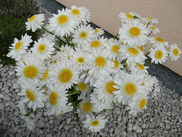 Leucanthemum , Kvetinové portréty, marian1, 1