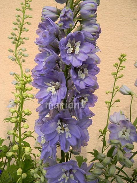Delphinium, Kvetinové portréty, marian1, 1