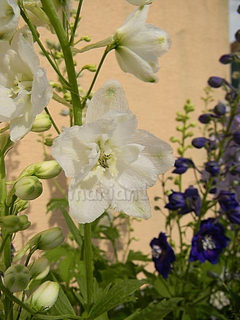 Delphinium, Kvetinové portréty, marian1, 1