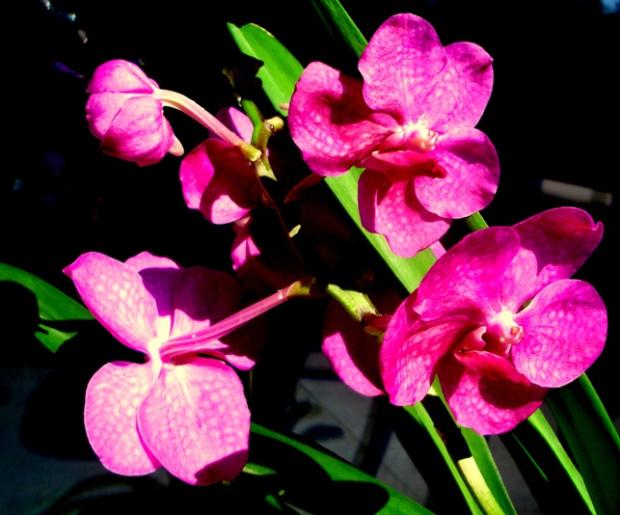vanda, Sukulenty, andersenka, 1