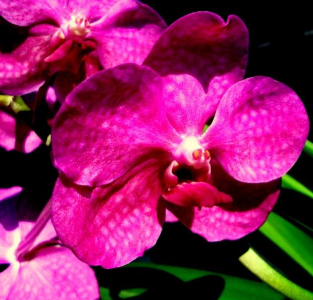 vanda, Okenné parapety, andersenka, 1