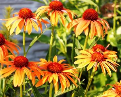 Echinacea purpurea " orange passion " a ostatné kvitnúce, Kvetinové portréty Echinacea purpurea " orange passion " a ostatné kvitnúce, Kvetinové portréty, dudula, 1