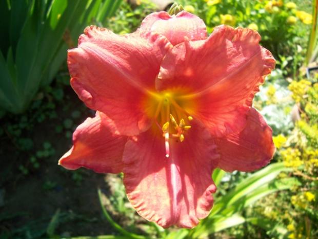 Hemerocallis South Seas, Kvetinové portréty, Jana A, 1